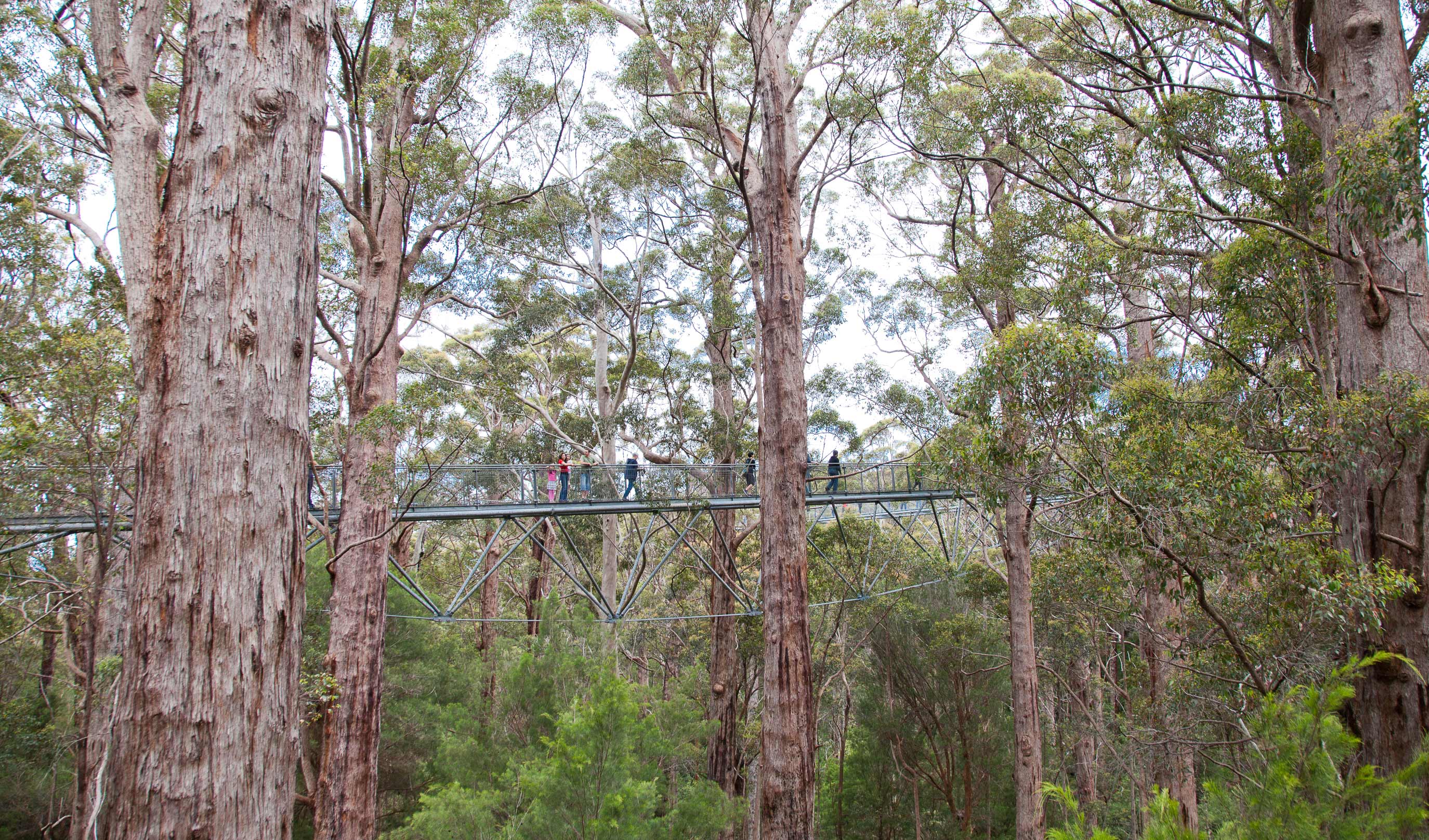Gallery Australia's best treetop walks Australian Geographic