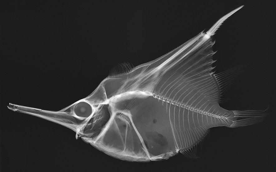 X Ray Vision Fish Inside Out Australian Geographic