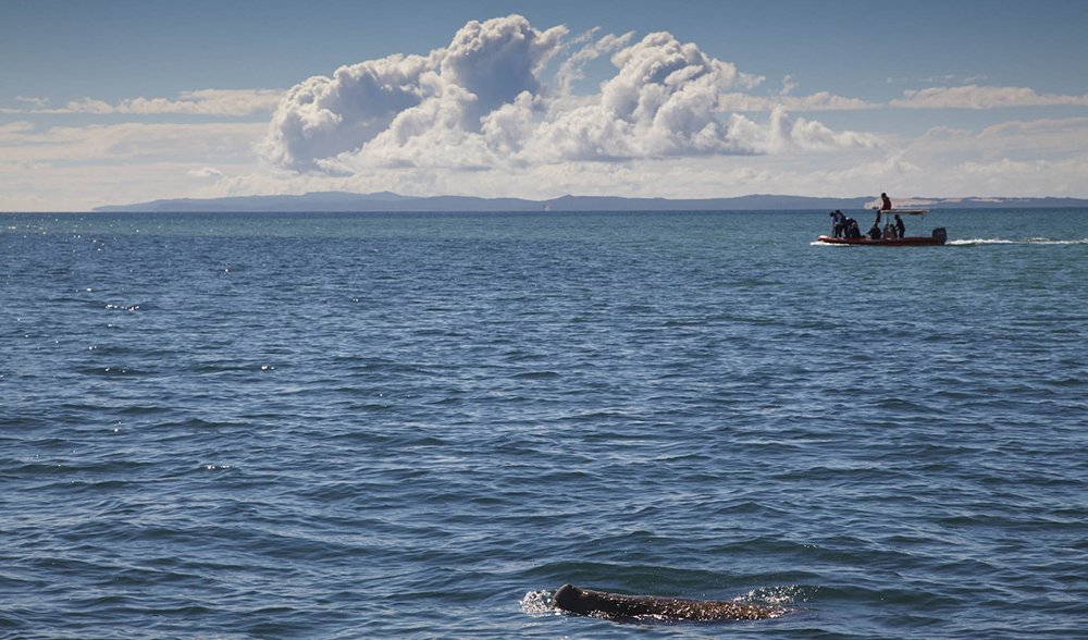 Gallery: Dugongs, the mermaids of Moreton Bay - Australian Geographic