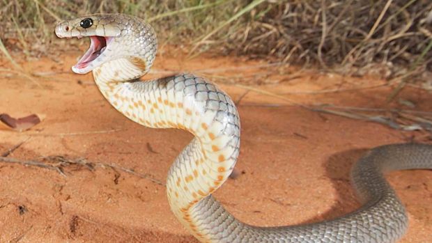 Fascinating Facts about the Eastern Brown Snake