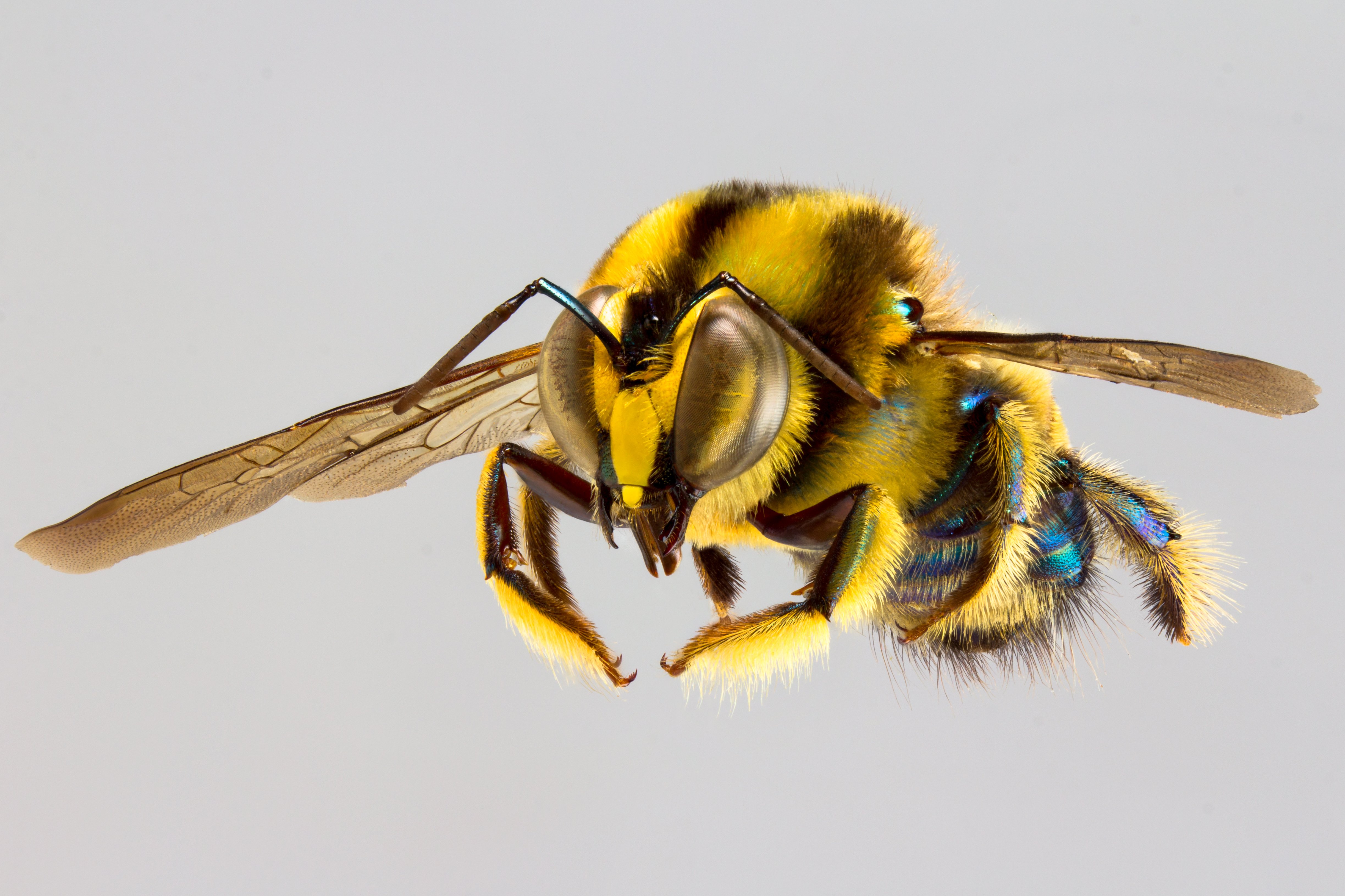 A Photographic Guide To Australias Bees Australian Geographic