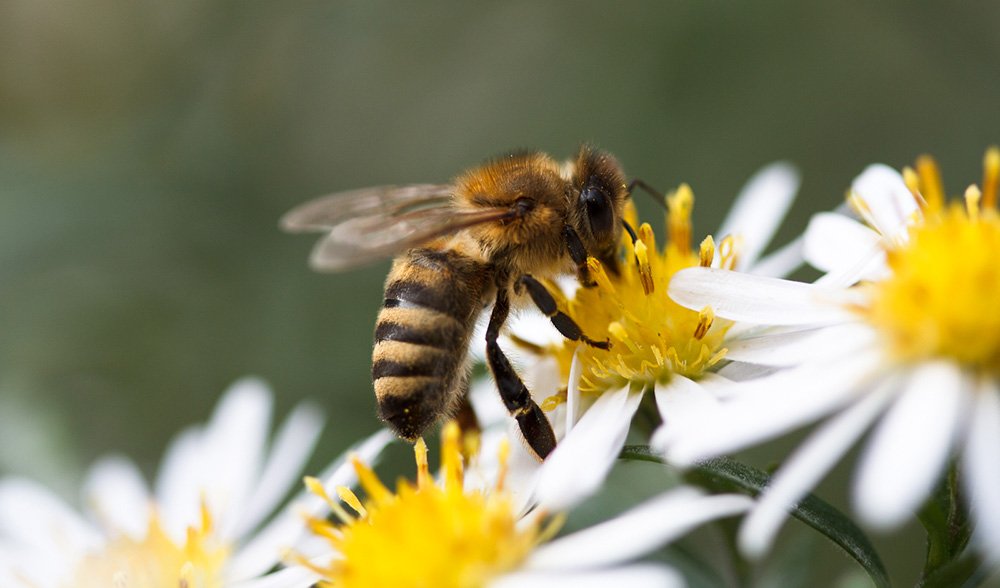 Beware Of Bees New Report Into Stings And Bites In Australia