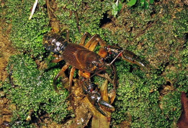 Gallery: Yabbies in the wild - Australian Geographic