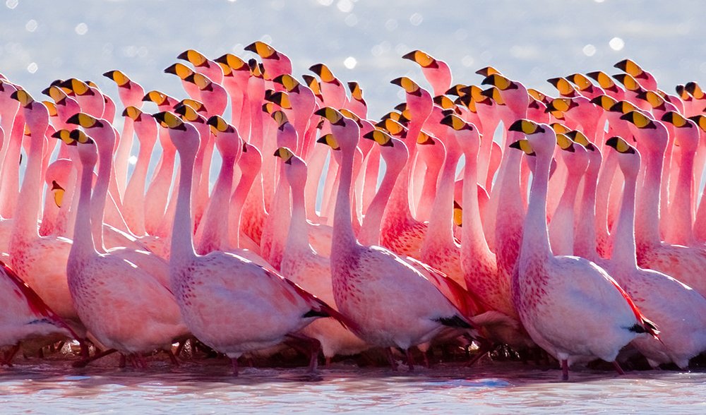 Australia was once full of flamingos - Australian Geographic