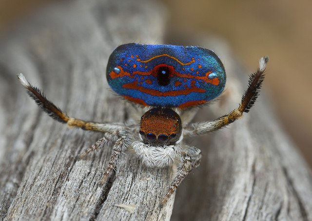 Dinner and a Show: Peacock Jumping Spider