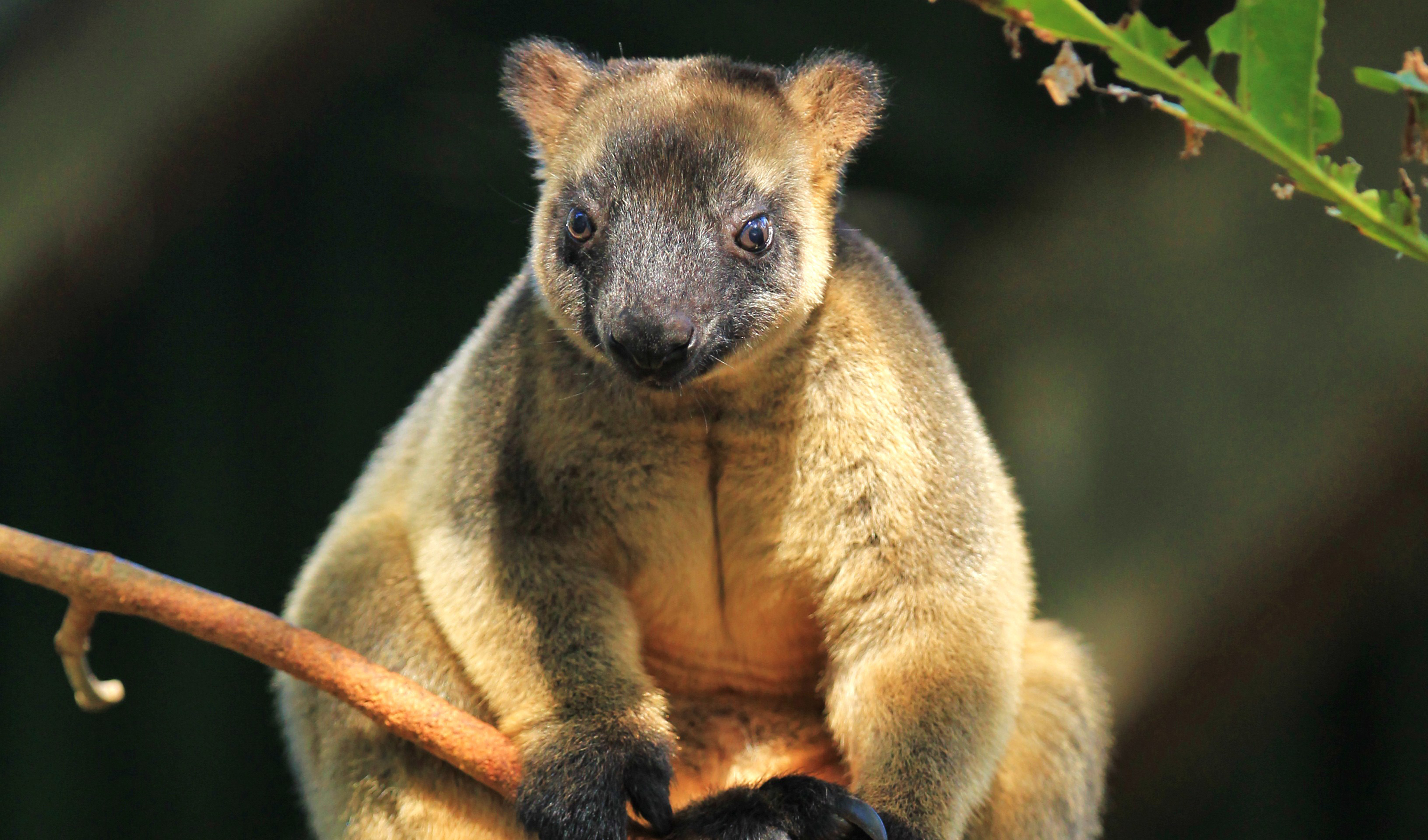Australia's bizarre creatures -