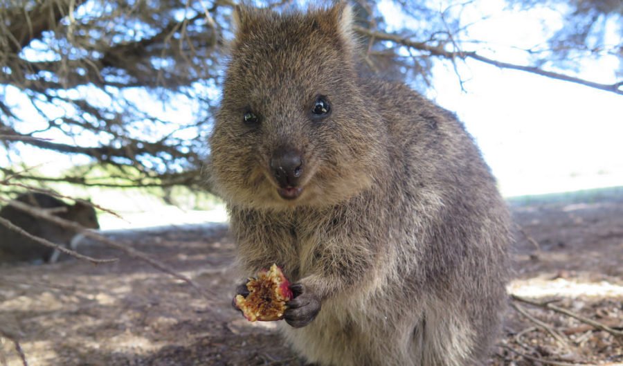 Qantas names plane after Australia's cutest animal — the quokka - Australian  Geographic