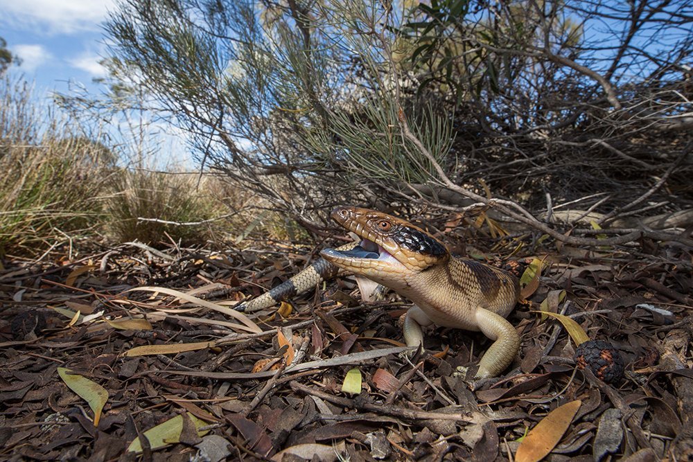 Photographing Australia's desert reptiles Australian Geographic