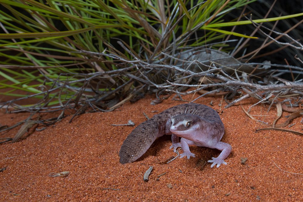 Photographing Australia's desert reptiles Australian Geographic