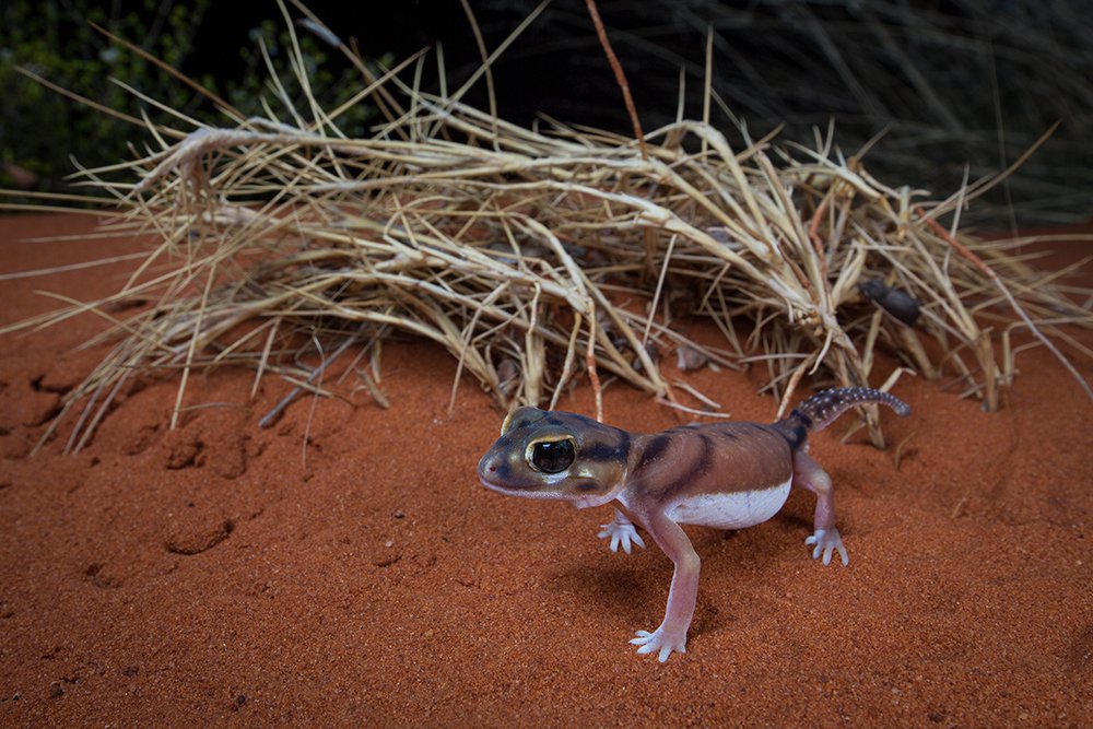 Photographing Australia's desert reptiles - Australian Geographic