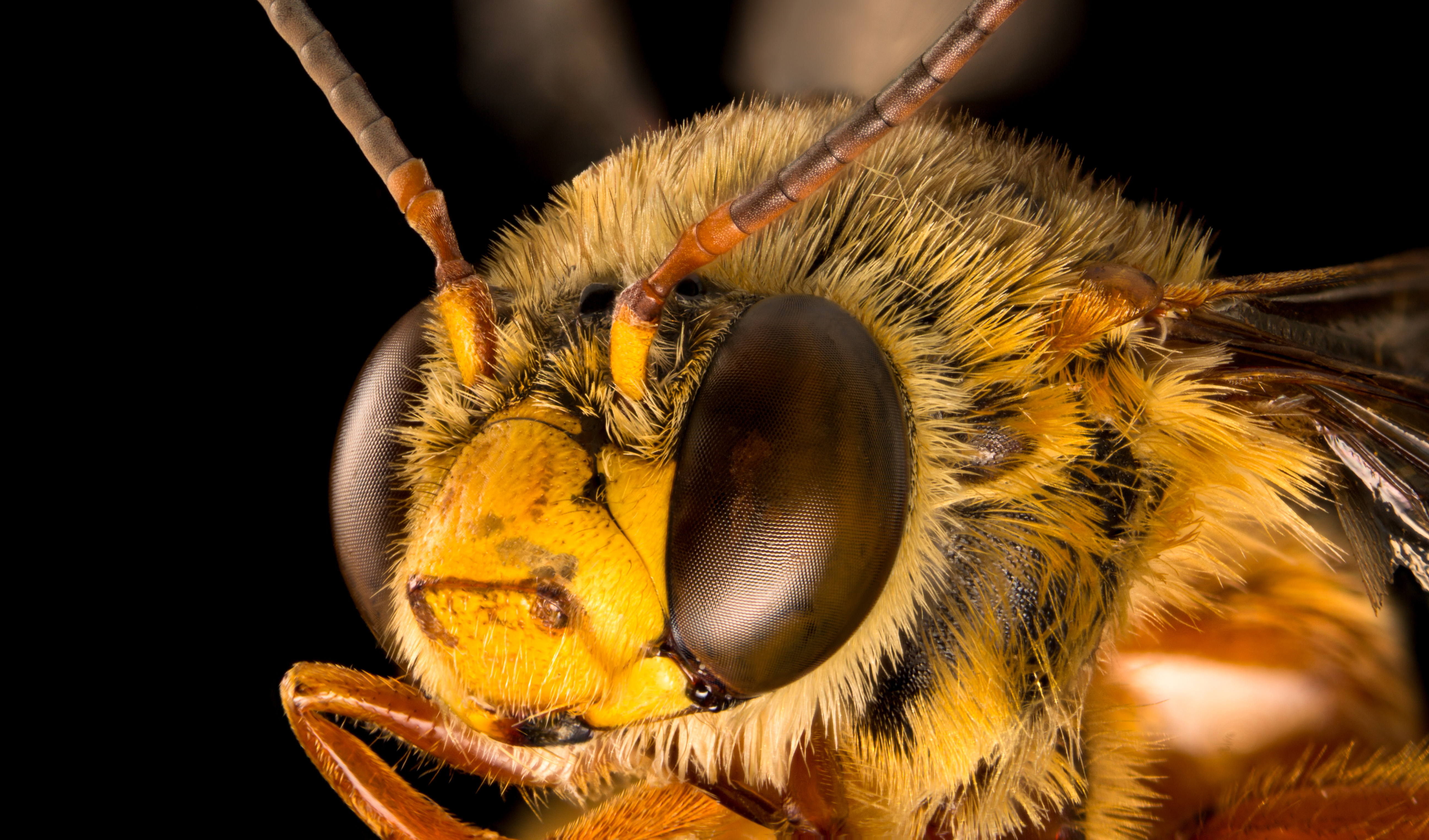 Звук пчелы слушать. Зрение пчелы. Звук пчелы. Амегилла пчела. Bee bite.