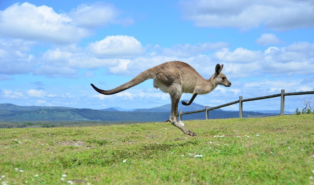 Why is Australia so hopping mad? - Australian Geographic
