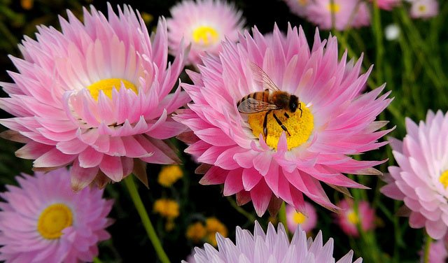 Botanical bucket wildflowers of the mid-west - Australian