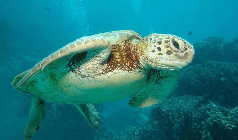 2010 Celebrate Australia Queensland Sea Turtle Great Barrier Reef $1 Silver Prf 
