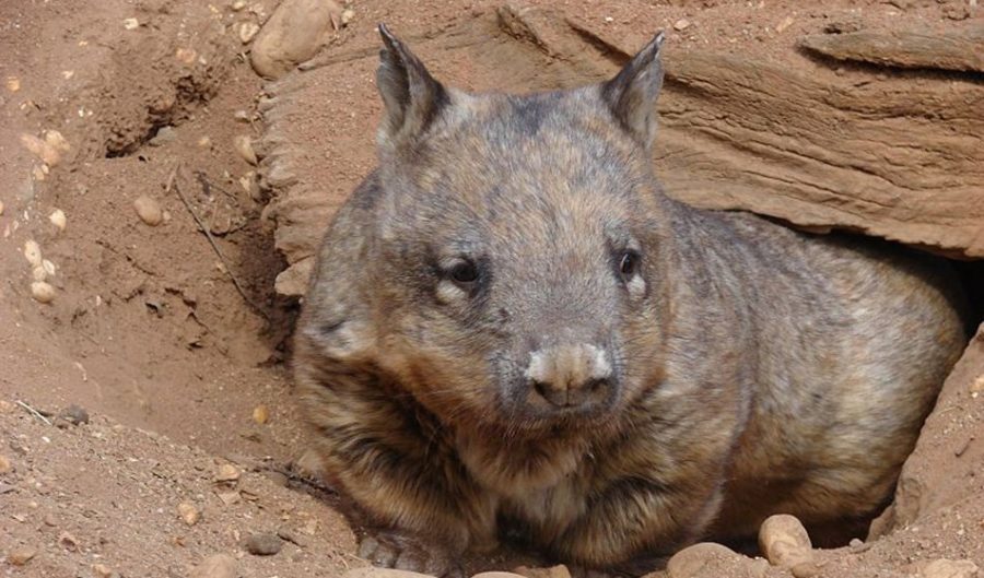 Would You Survive An Encounter With The Great Australian Drop Bear?