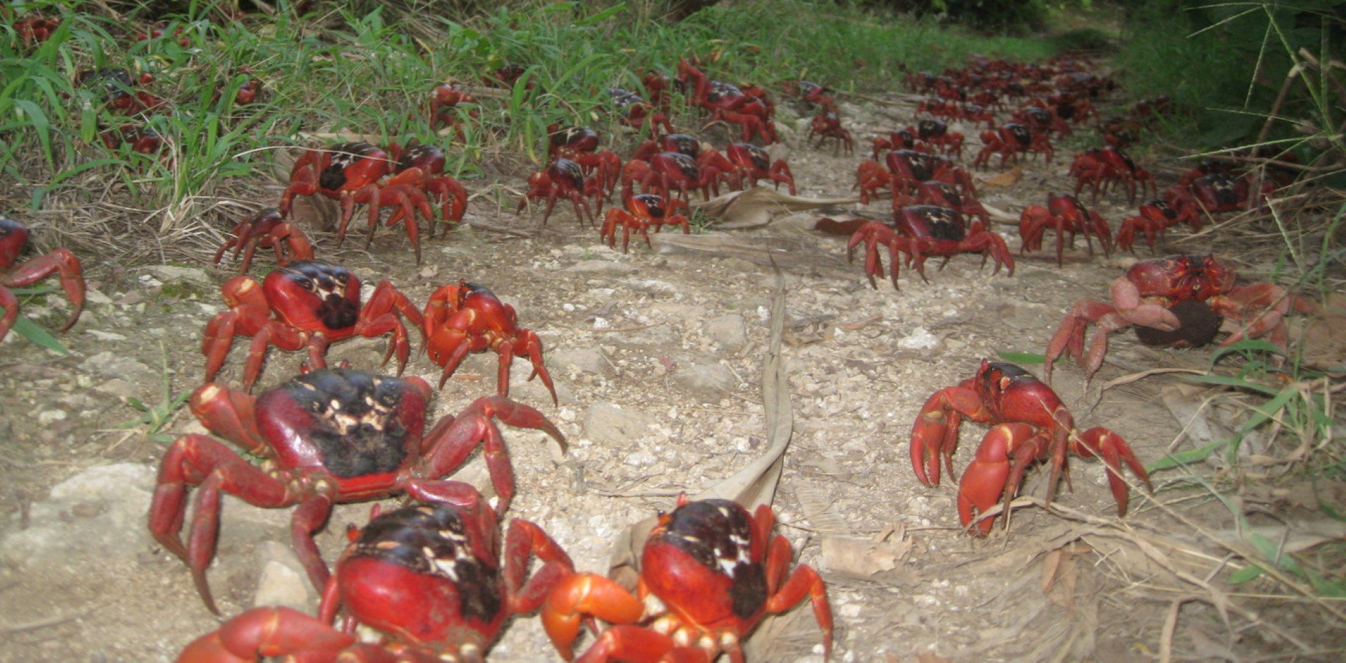 A tiny wasp could save Christmas Island’s spectacular red crabs from ...