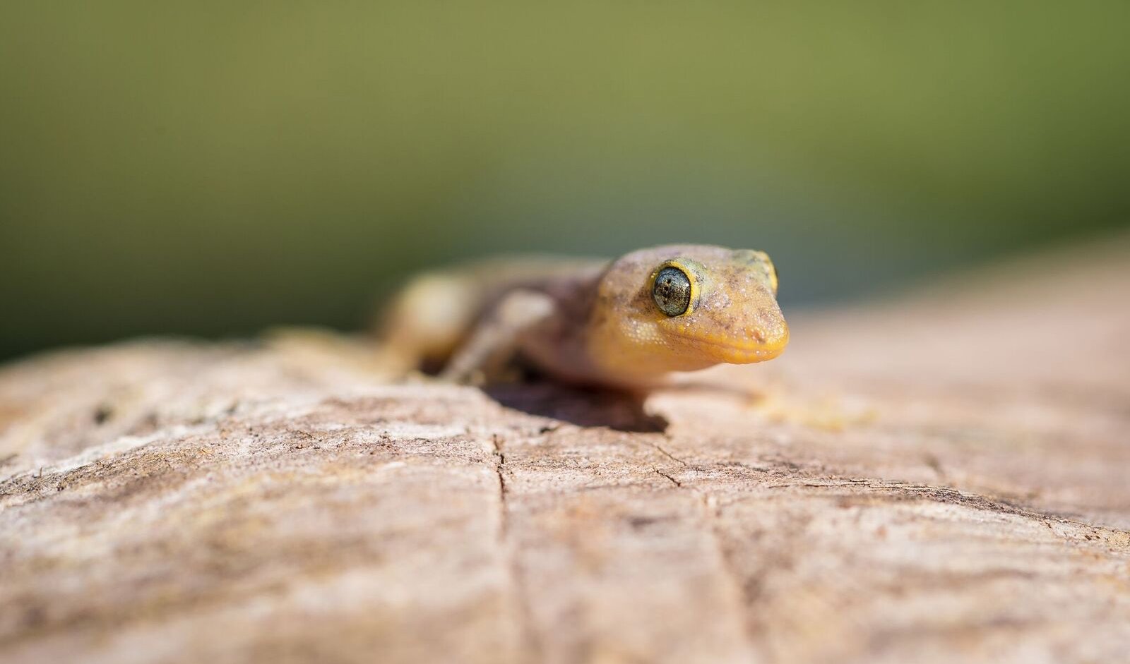Geckos and skinks rescued from the brink of extinction Australian Geographic