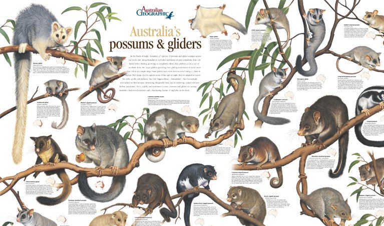 Explore over 30 years of Australian Geographic pull-out posters - Australian  Geographic