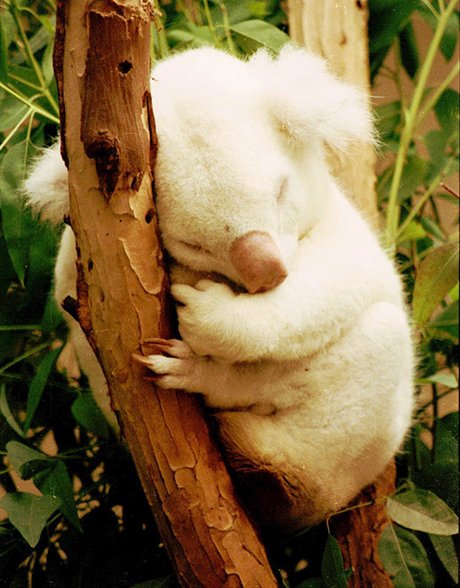 Australia's white animals - Australian Geographic
