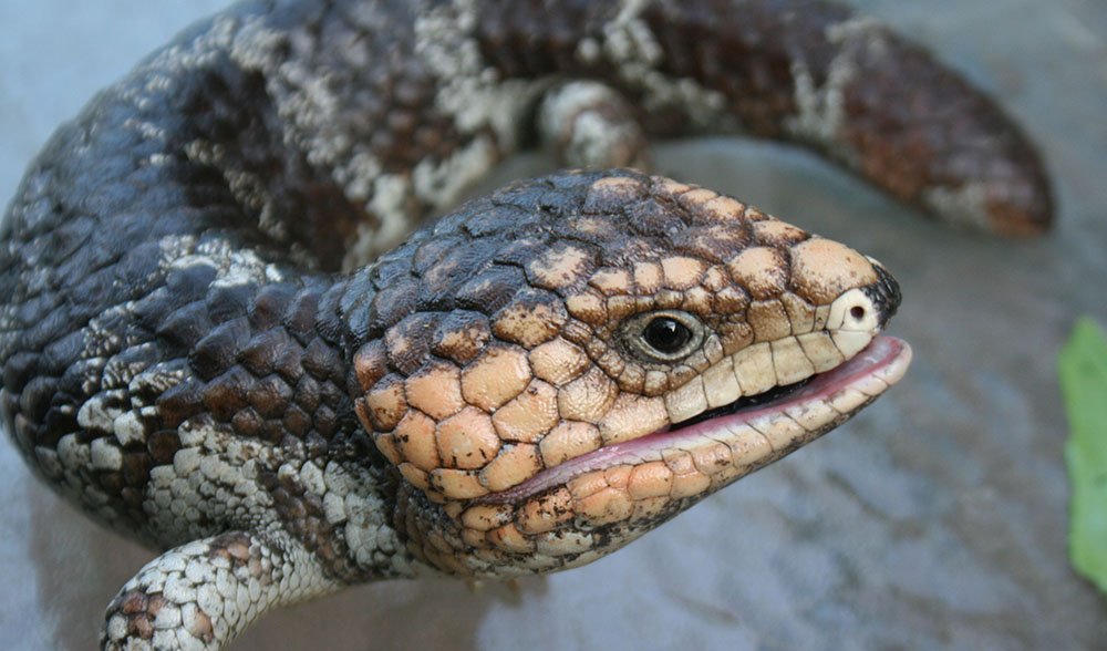 World’s first lizard nidovirus found in Aussie bobtails - Australian