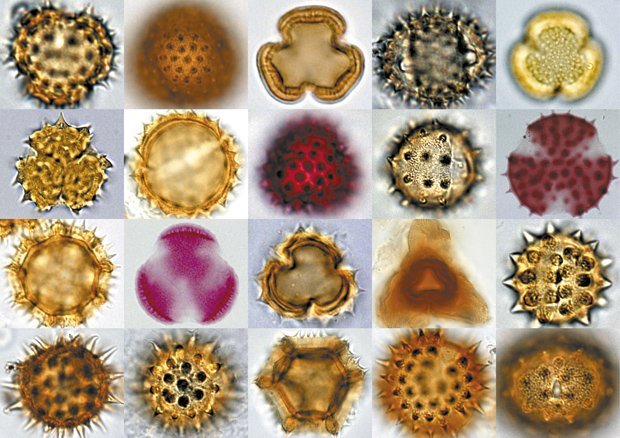 Gallery: Microscopic images of pollen - Australian Geographic