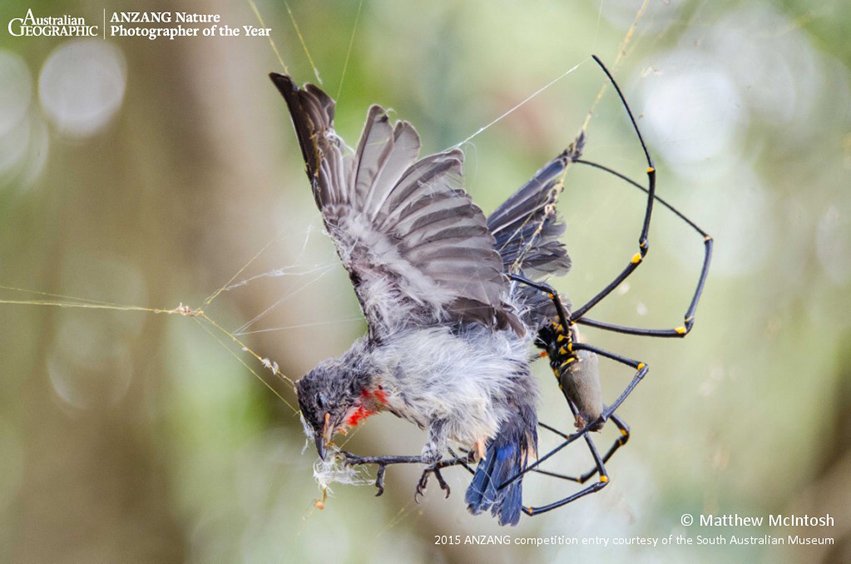 Spidey snack! Massive tarantula feasts on a whole BIRD in disturbing footage Dai