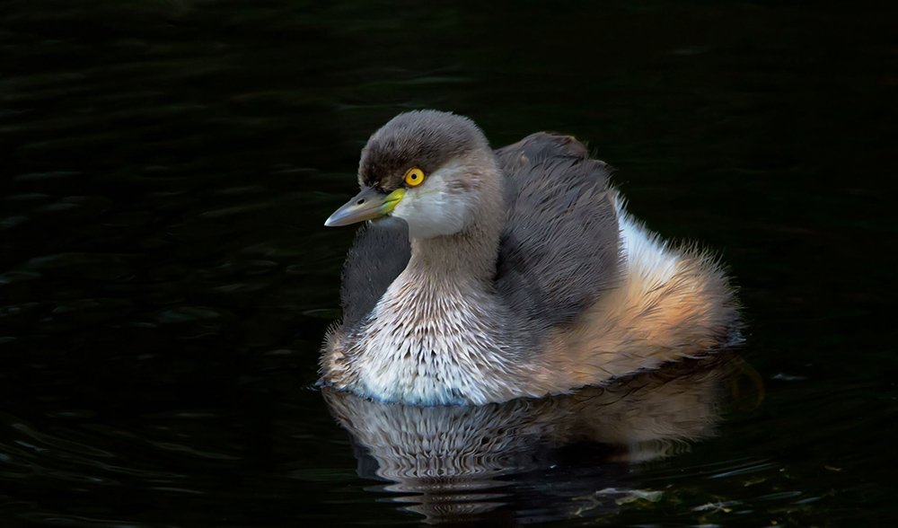 Gallery Bird beauties of SE Queensland Australian Geographic