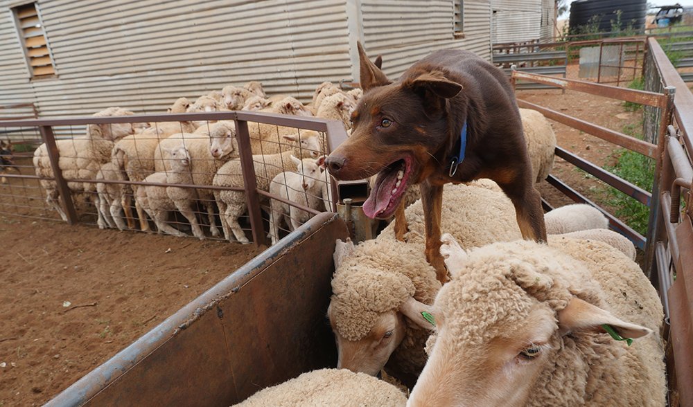 australian sheep dog kelpie