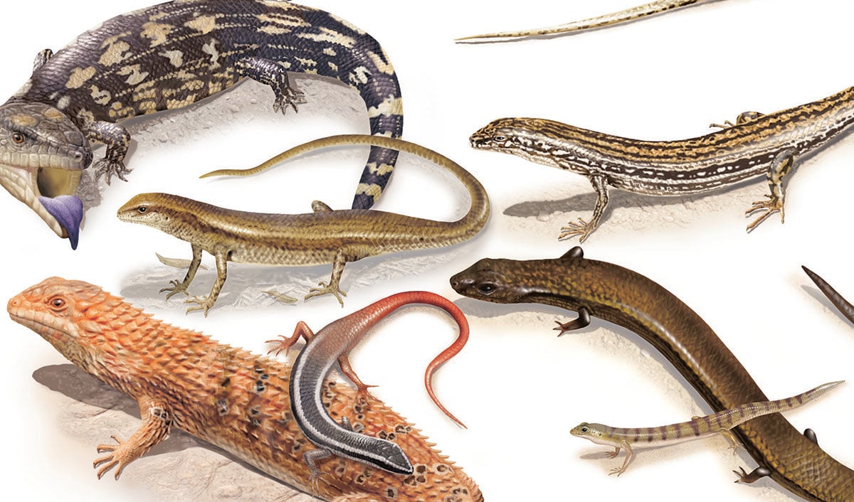 Scale Tales Guide To Aussie Skinks Australian Geographic