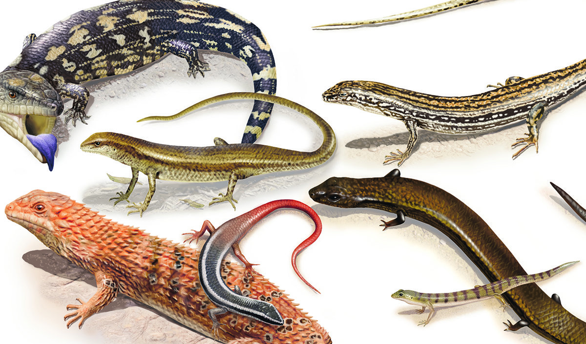 kredit Kollektive tidligere Scale tales: a guide to Aussie skinks - Australian Geographic