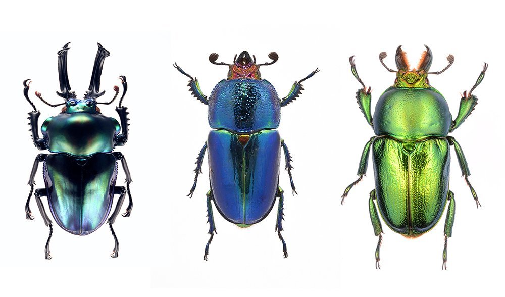 beetle baubles australia s stag beetles australian geographic