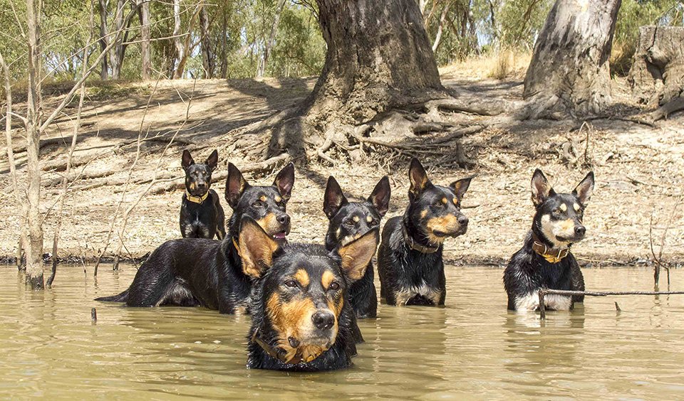 Gallery Australian working dogs Australian Geographic