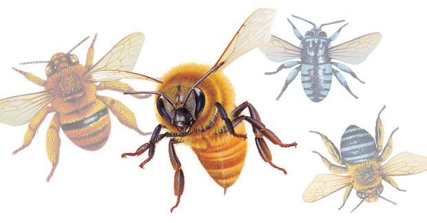 Mind-Blowing Facts That You Should Know About Bees