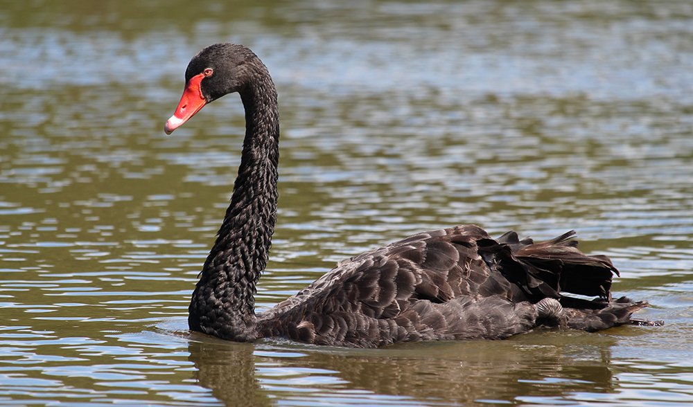 Black cheap swan image