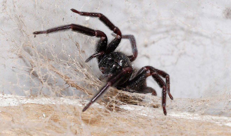 Did a 'New Deadly Spider' Species Kill Several People in the U.S. in the  Summer of 2018?