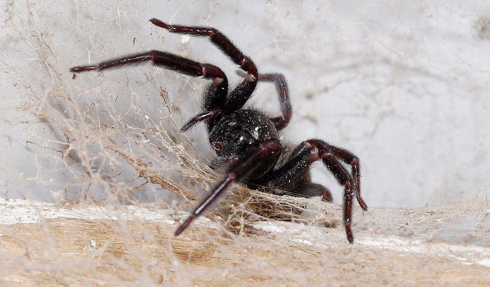 Your Guide to Spiders: Facts, Types, Bites and Treatment