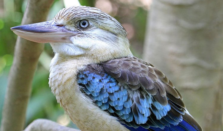 Image result for kookaburra