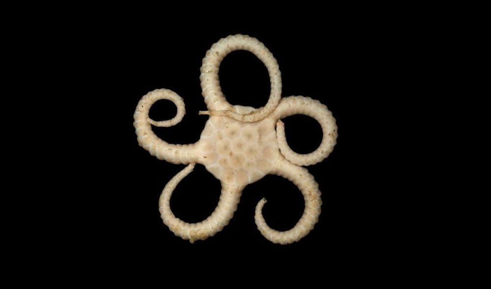 Brittle stars the littleknown stars of the sea Australian Geographic
