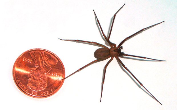 Top 10 most dangerous Australian spiders - Australian Geographic