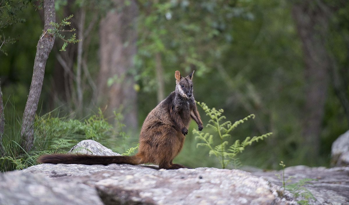 The Australian wallabies that love our rocky mountain ranges