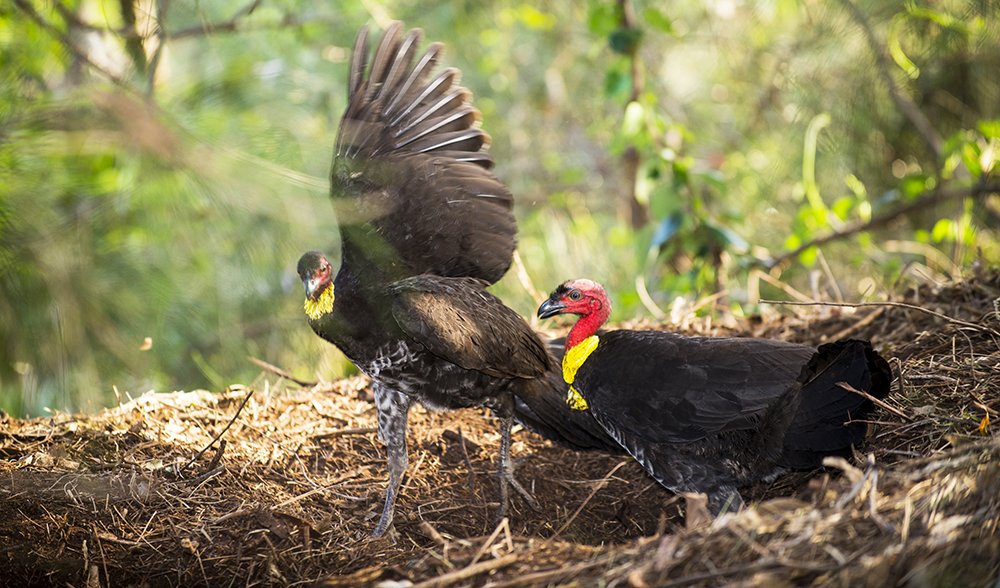 VIDEO The mystery of brush turkey sexual aggression Australian Geographic