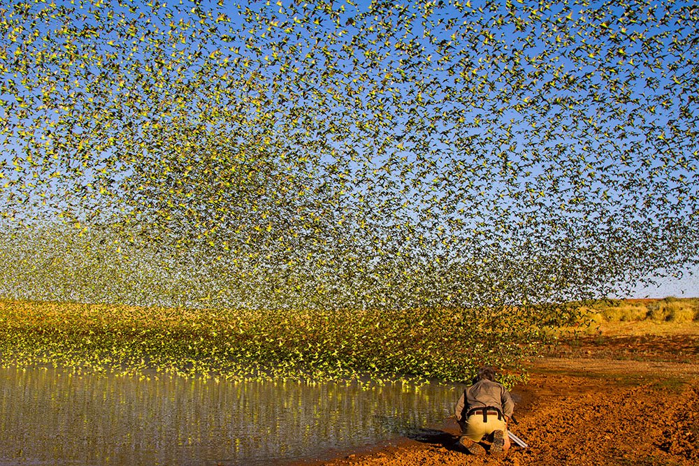FLOCKS
