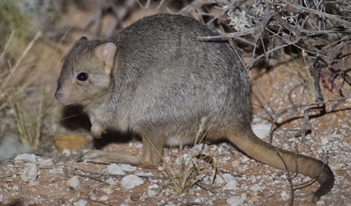 Keep your friends close and your enemies closer Australian Geographic