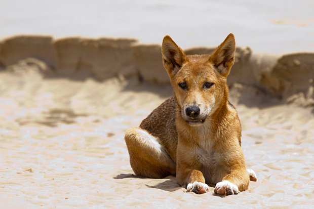 Dingo, Diet, Habitat, & Facts