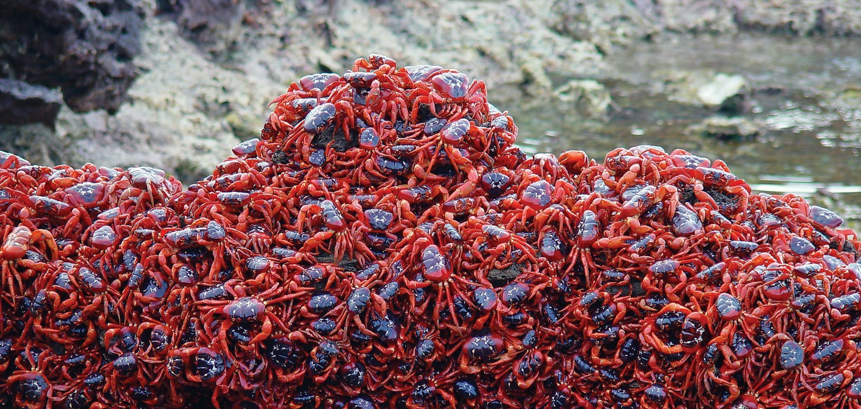 Watch Christmas Island’s annual red crab migration live online tomorrow morning - Australian ...