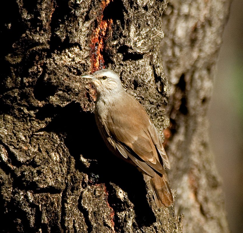A Brown Treecreeper (Climacteris picumnus) in Chiltern, Victoria