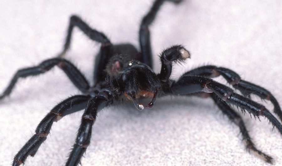 World's deadliest spider: the funnel-web - Australian Geographic