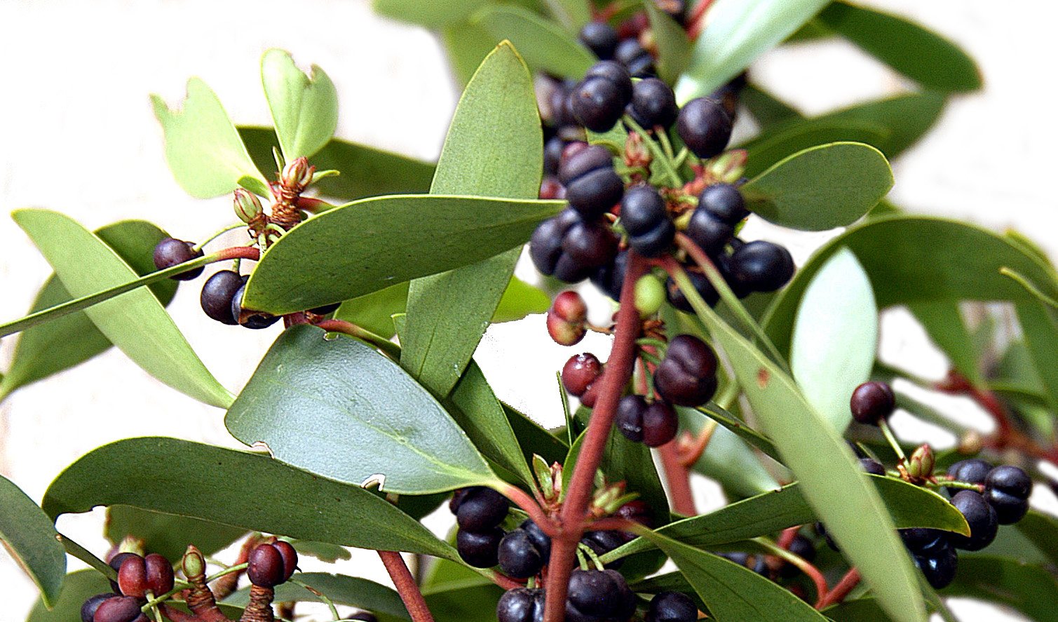 Your Guide To Edible Australian Flora Australian Geographic