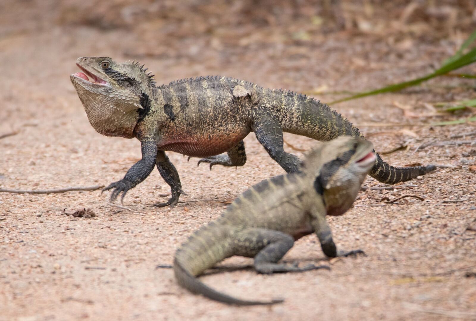 Battle of the water dragons Australian Geographic