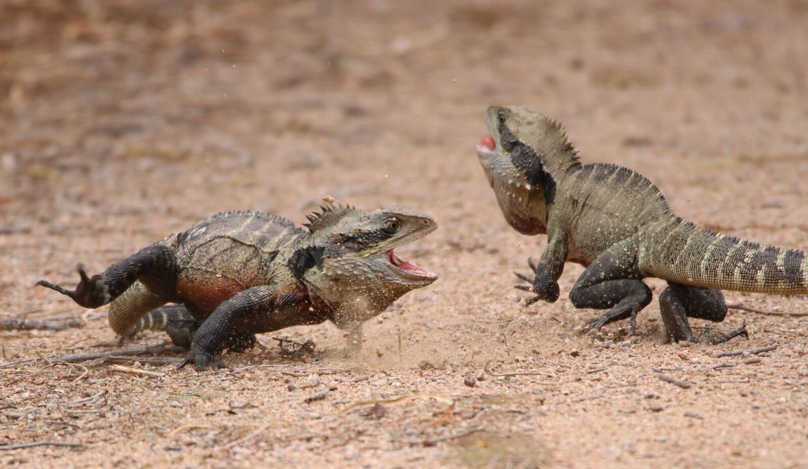 Battle of the water dragons Australian Geographic
